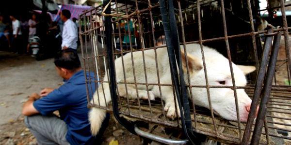 Sadis! Tiongkok Bantai dan Makan Lebih dari 10 Ribu Anjing dalam Yulin Dog Meat Festival