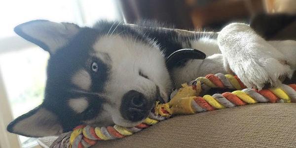 Percaya Nggak Muka Anjing Ini Dapat Mewakili Semua Perasaan Kita?