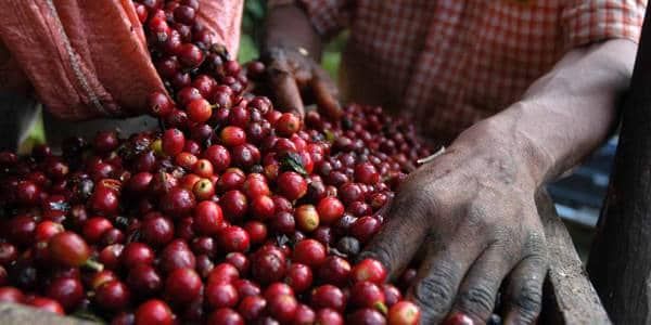 Mengenal Kopi-Kopi Termahal di Dunia