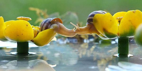 Tahan Napas Ya, Karena 12 Foto Kegiatan Siput Ini Bisa Membuatmu Terpukau