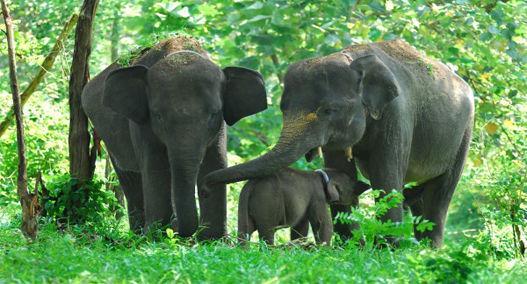 Uni Eropa Adopsi Gajah dari Tangkahan
