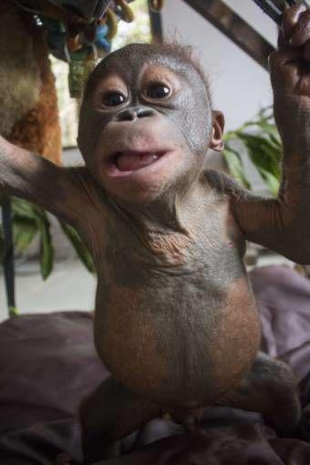Gito, Si Orang Utan Korban Kebakaran Kini Sudah Pulih dan Ceria