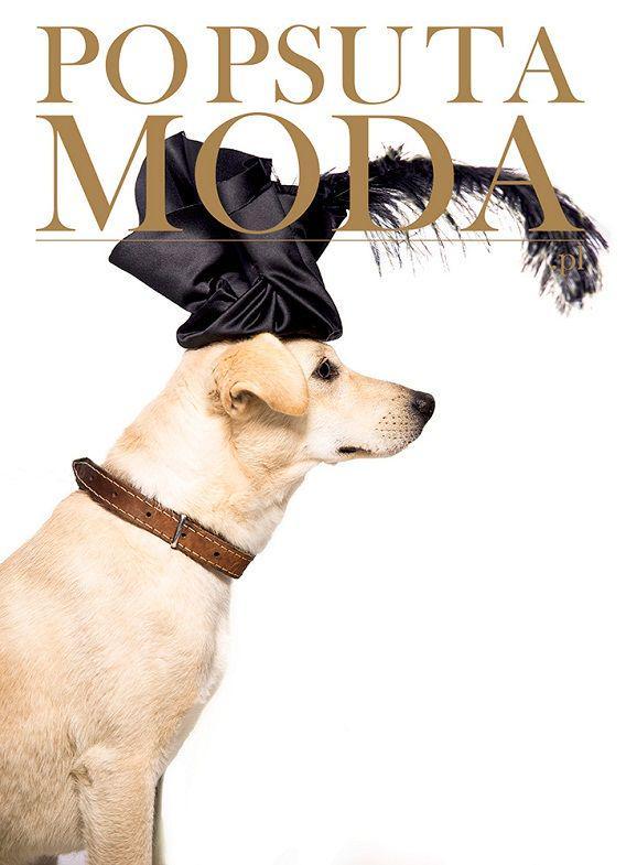 Cute Banget! 11 Anjing Menggemaskan Ini Didandani Menjadi seperti Selebriti Dunia