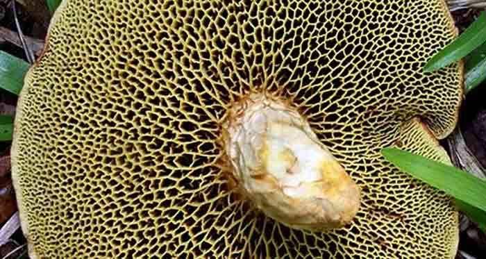 Sumber gambar: news.hargatop.com