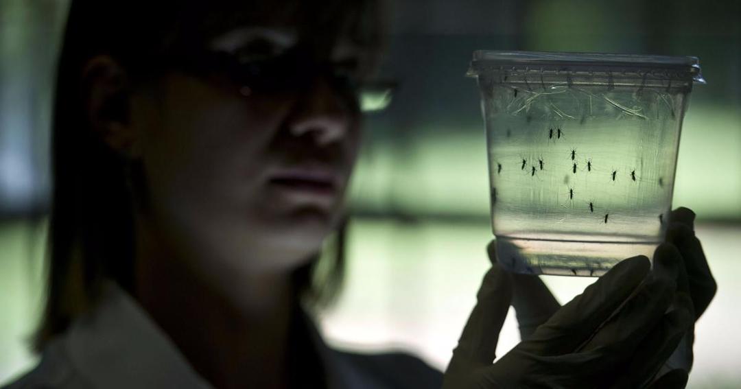 Ini 11 Fakta Mengerikan Mengenai Virus Zika yang Meresahkan Dunia
