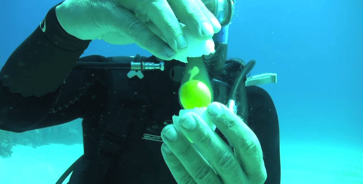 Sumber Gambar: scubadiverlife.com