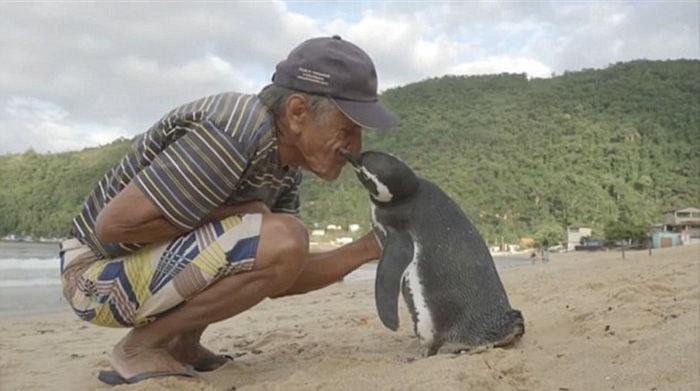 Nelayan Ini Menyelamatkan Seekor Pinguin. Lihat Apa yang Pinguin Ini Lakukan Kepadanya!
