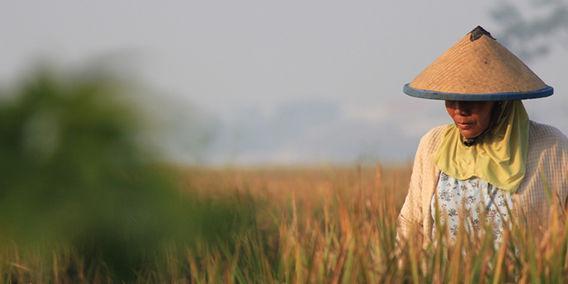 Menghargai Jasa Petani: Tanpa Mereka, Perut Kita Tidak Ada Isinya