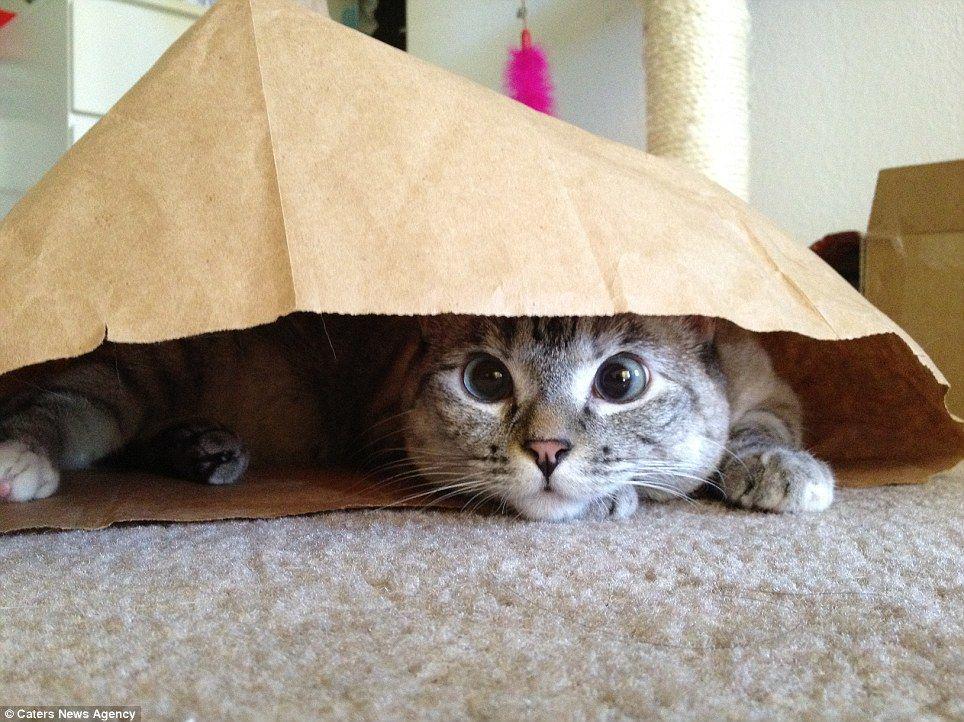 13 Kucing Lucu yang Follower Instagram-nya Lebih Banyak daripada IG Kamu