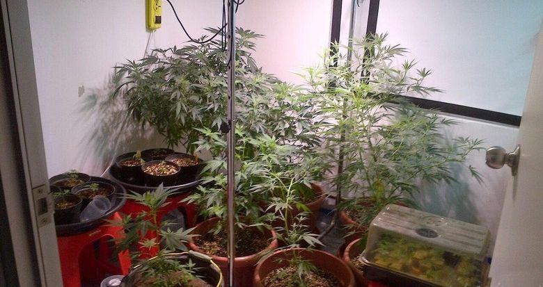Terlampau Kreatif, Sarjana Desain Ini Membuat Kebun Ganja di Dalam Apartemen!