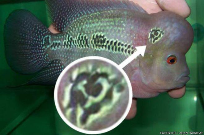 Seekor Ikan Louhan Berlambang PKI Ditangkap Aparat, Begini Nasibnya!