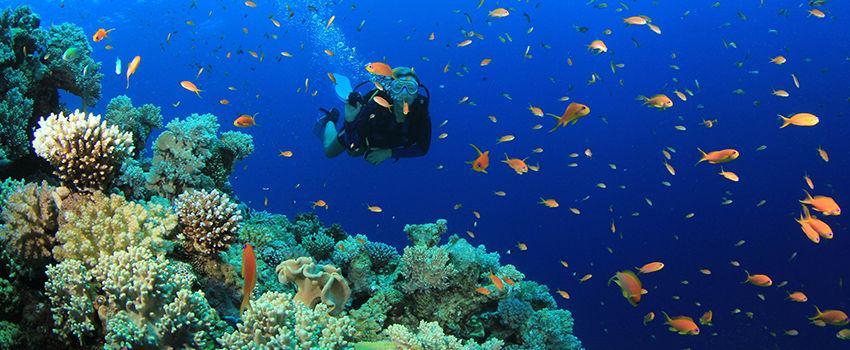 Pecinta Diorama Bawah Laut Harus Cek 8 Lokasi Snorkeling ini di Indonesia