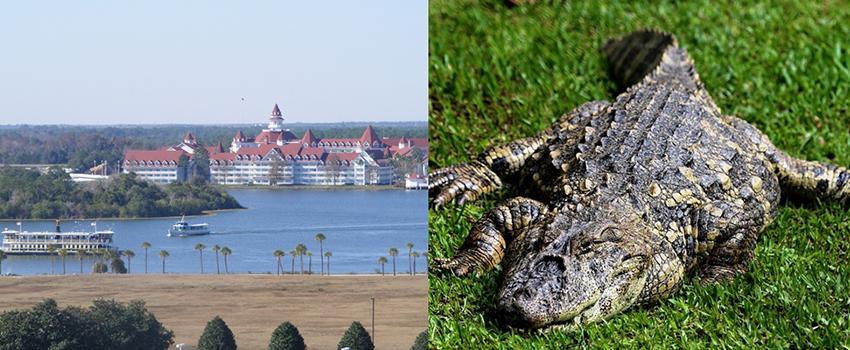 Bayi 2 Tahun Diseret Buaya ke Dalam Danau Buatan di Disney World Amerika