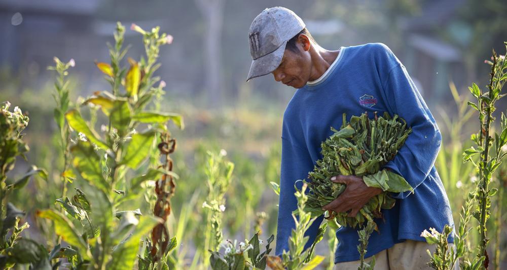 Harga Rokok Naik dan Harga Tembakau Merosot = Petani Resah!