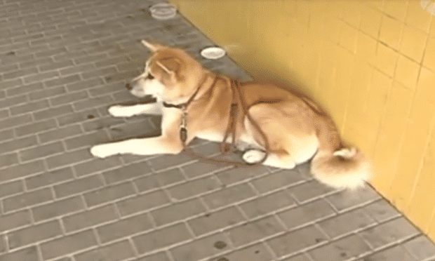 Mengharukan! Anjing Ini Menunggu Majikannya di Luar Rumah Sakit Selama 6 Hari
