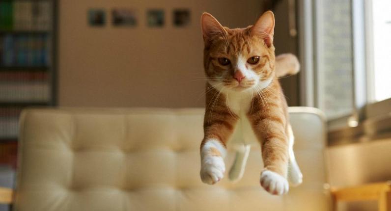14 Kucing Fotogenik dari Berbagai Penjuru Dunia, Gemes Lihatnya!