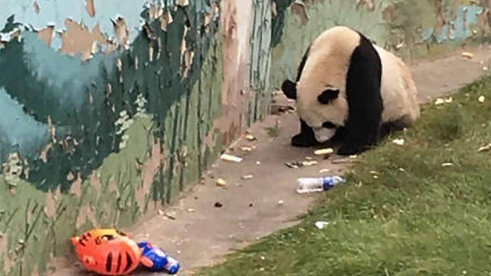 Panda di Kebun Binatang Ini Tertangkap Kamera Makan Sampah yang Dibuang Pengunjung