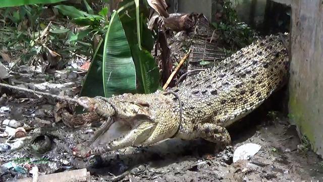 Viral Buaya Terjang Kucing saat Minum di Danau Polder Sangatta