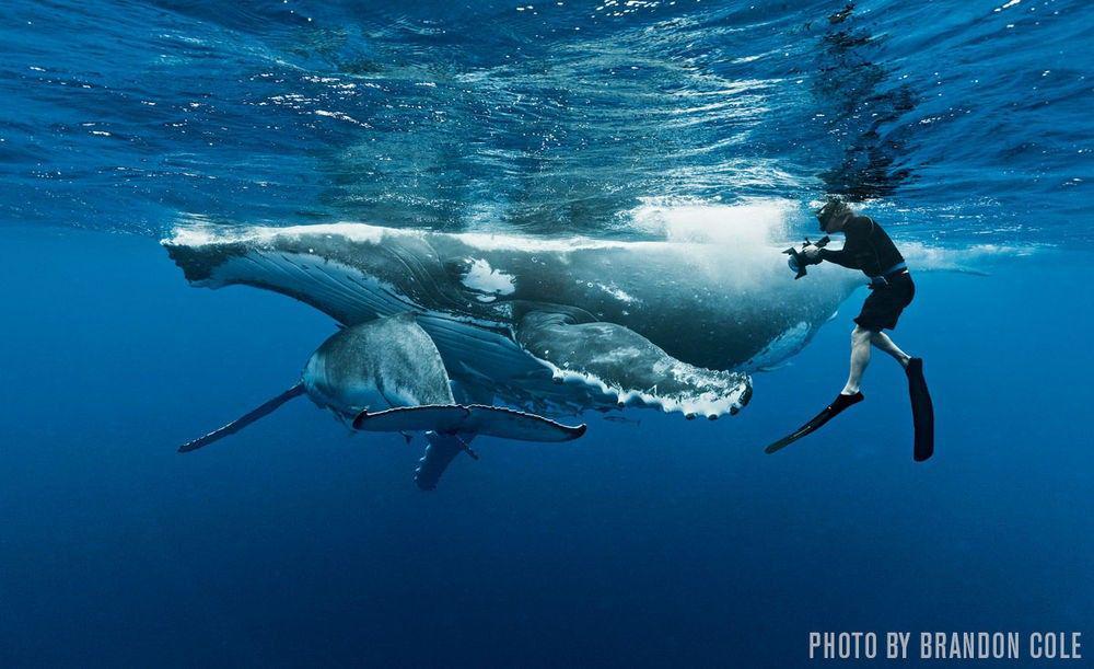 5 Tips Fotografi Underwater yang Bisa Menjadikan Fotomu Terlihat Lebih Keren