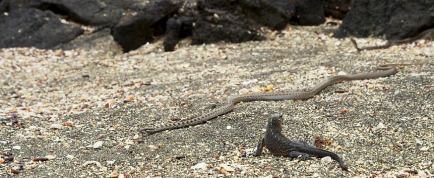 Video Bayi Iguana Dikejar Sekumpulan Ular Ini Viral Karena Lebih Seru dari Film Bioskop