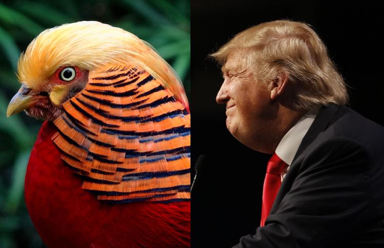 Viral di Tiongkok: Seekor Burung yang Mirip dengan Trump