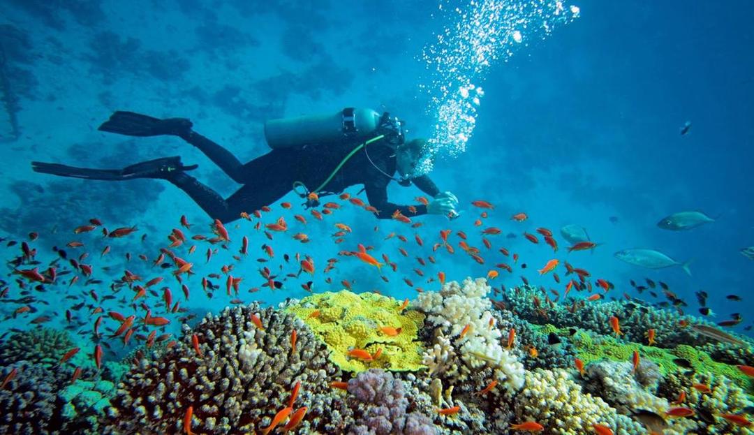 3 Tempat Menyelam Terpopuler di Indonesia Keelokannya Diakui Dunia