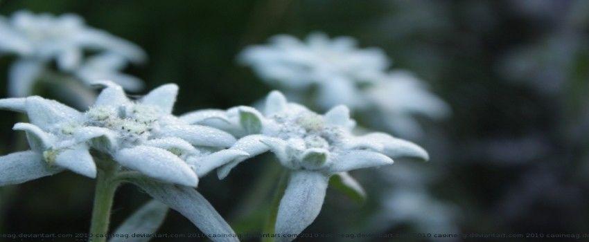 Edelweiss