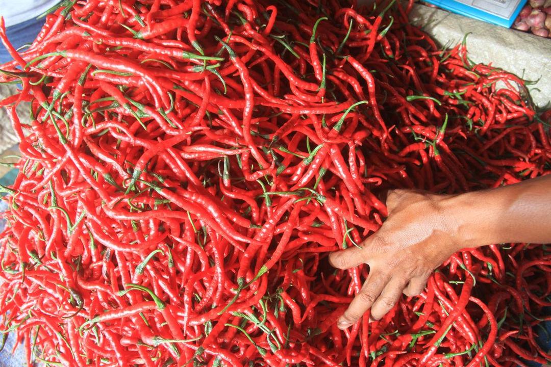 Cetak Rekor, Harga Cabai Tembus Rp 250 ribu per Kilogram!