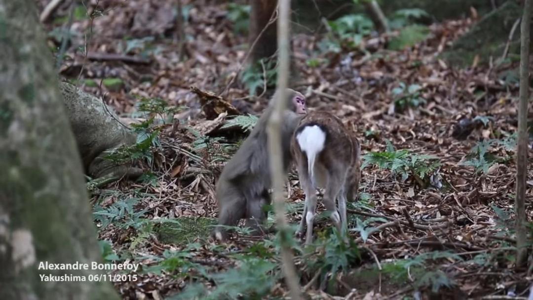 Spesies Makin Berkurang, Monyet Ini Berusaha Reproduksi dengan Seekor Rusa
