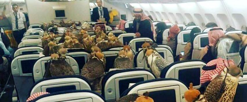 [VIRAL] Orang Ini Membeli Tiket Pesawat Untuk Setiap 80 Burung Elangnya!