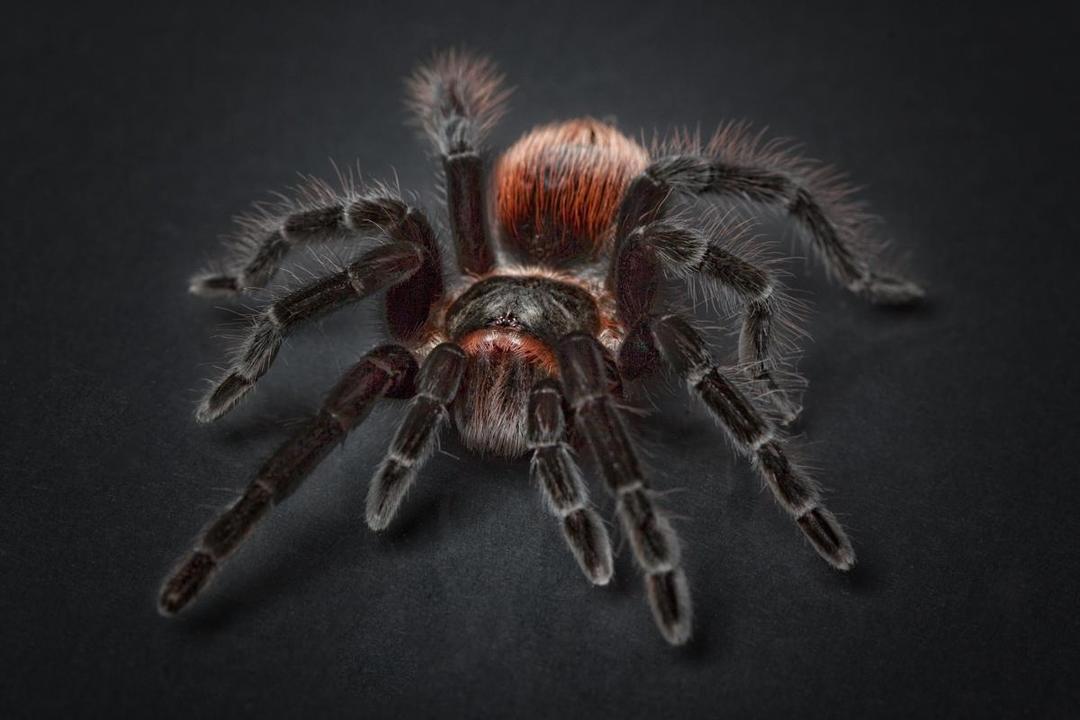 5 Fakta Menarik Tentang Tarantula yang Harus Kamu Ketahui