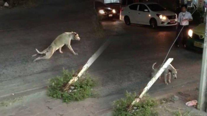 VIRAL: Bisakah Kamu Menebak Apa yang Dilakukan Anjing Ini?