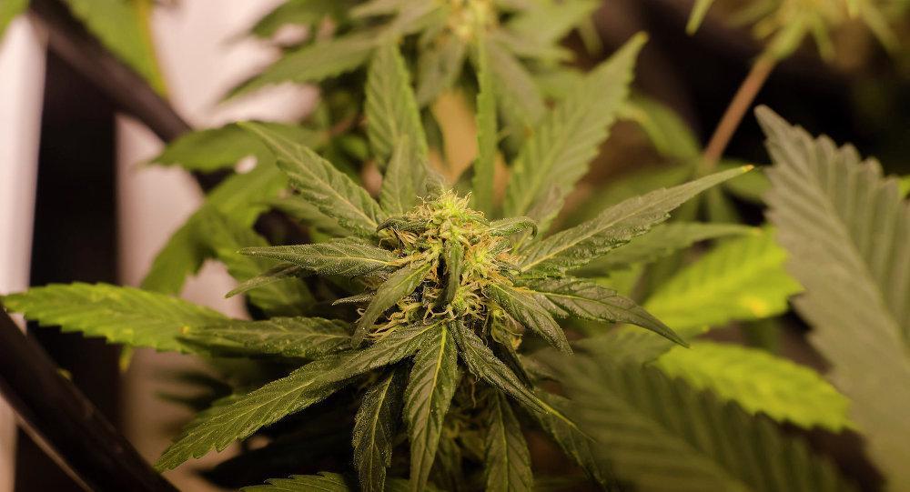 Di Amerika, Beli Ganja Kini Bisa Melalui Drive-Thru