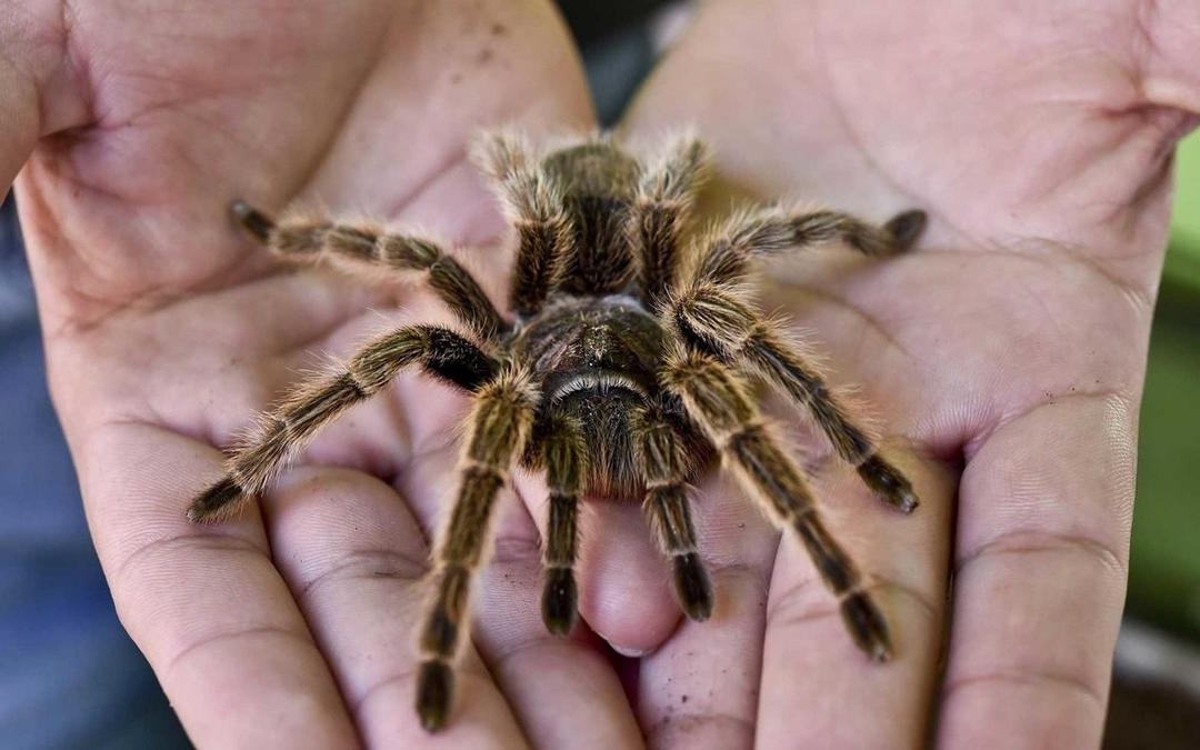 5 Pilihan Tarantula Beginner untuk Mengawali Hobimu