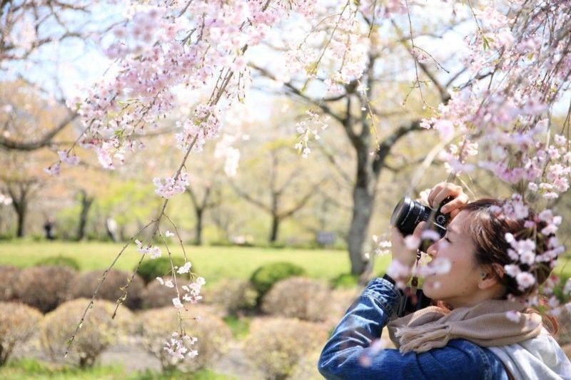 6 Spot untuk Menikmati Mekarnya Bunga Sakura Selama Maret-April 2017 di Jepang