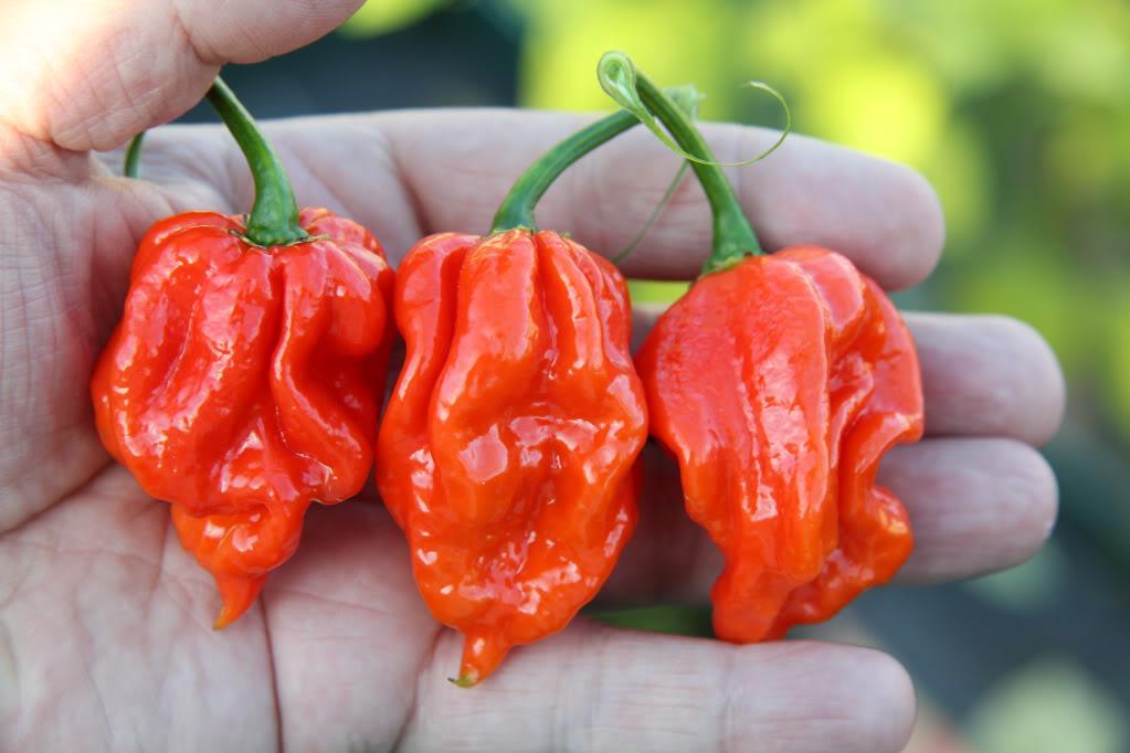 10 Cabai Paling Pedas di Dunia, Para Penggemar Pedas Berani Coba?