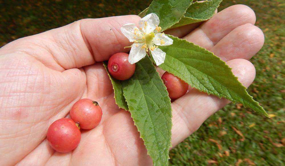 Sering Diabaikan di Pinggir Jalan, Buah Kersen Punya 10 Kebaikan Ini Lho