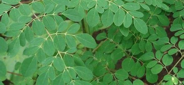 Tahu Daun Kelor? Ternyata Manfaatnya Gak Main-main Lho