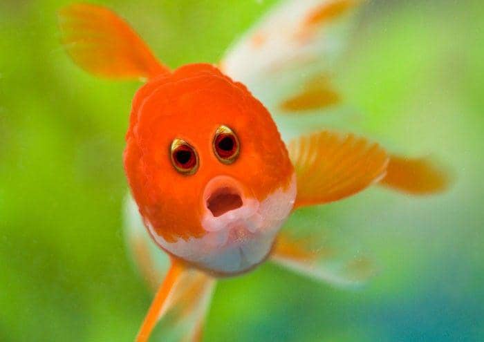 boredpanda