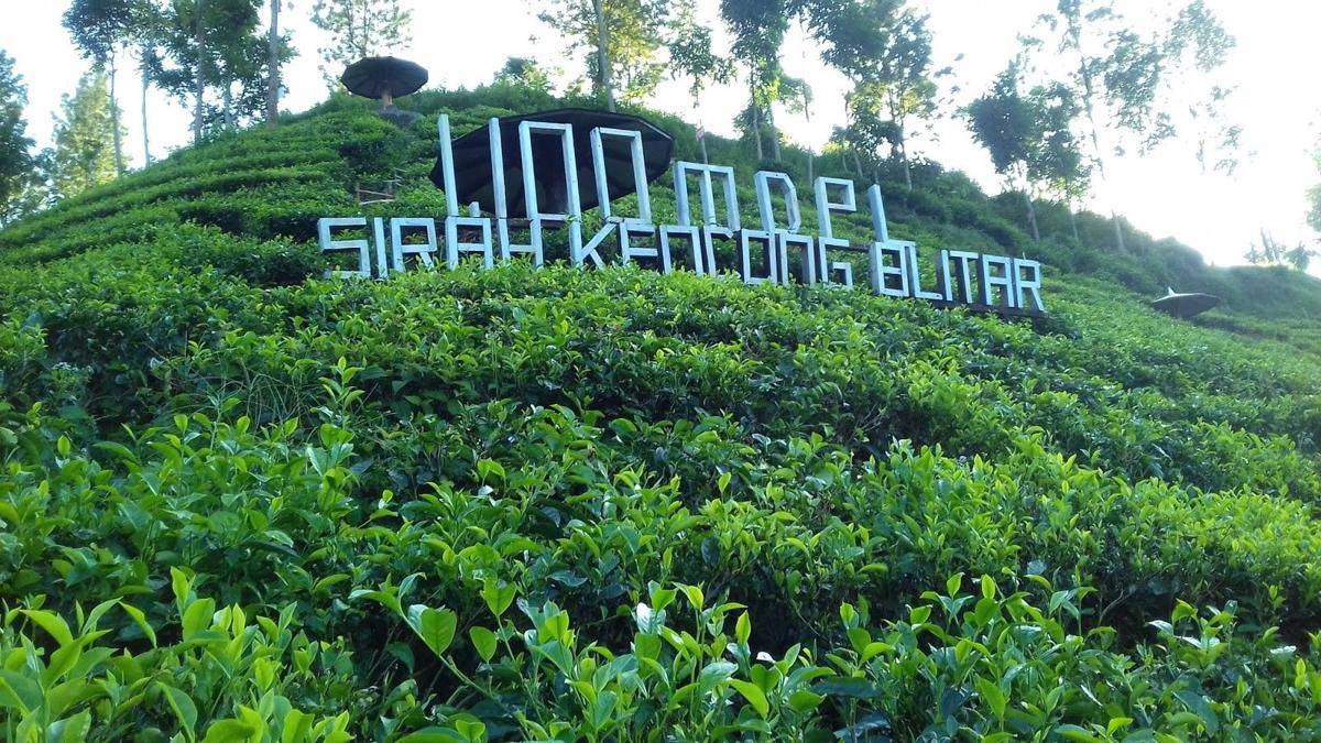 Kebun Teh Sirah Kencong (ksmtour.com)