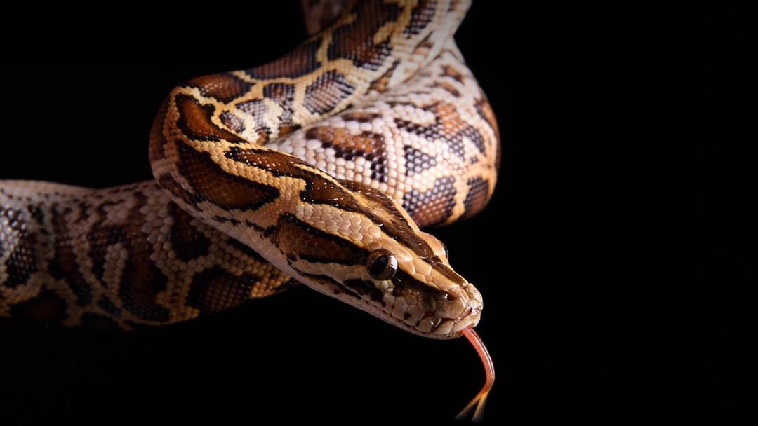 Sanca atau Anaconda: Mengenal Jenis Ular yang Menelan Petani Sawit