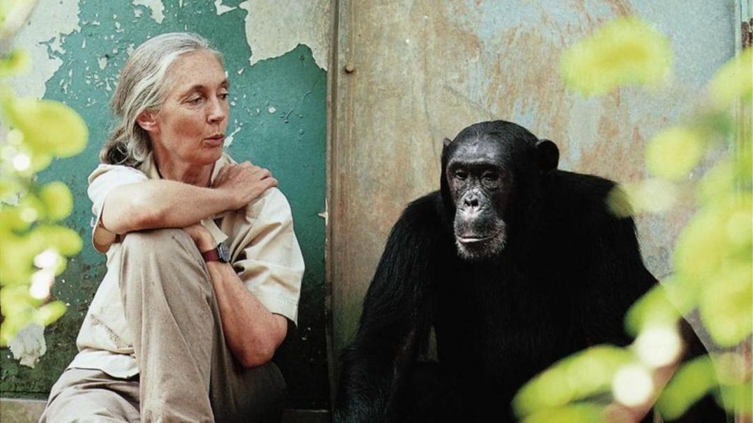 Jane Goodall Rela Berkorban Demi Simpanse dan Habitatnya!
