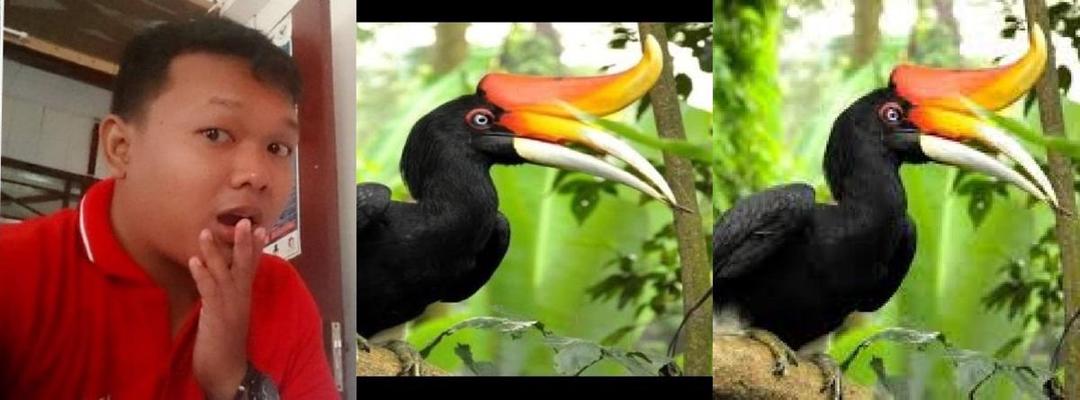 Unggah Hasil Buruan Burung Enggang, Pria ini Dibully Netizen, Gimana Menurutmu?