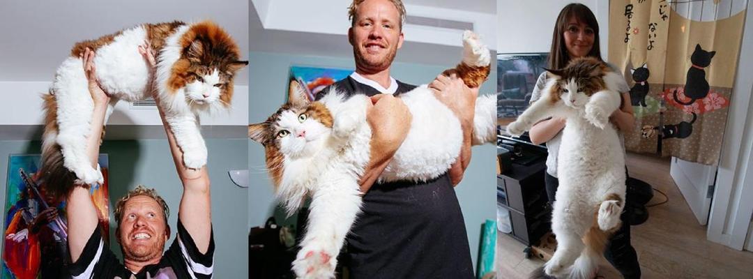 10 Foto Kucing Chubby Asal New York Ini Bikin Kamu Pengen Elus-elus, Deh