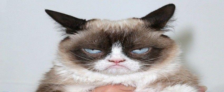 Ngakak Pecah! 7 Foto Meme Ini Bakal Mewarnai Ketawa Pecinta Kucing!