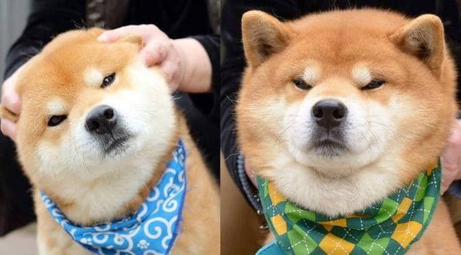 Dengan Wajah yang Menggemaskan, Anjing Shiba Inu Ini Bakalan Buat Kamu Jatuh Cinta Berkali-kali
