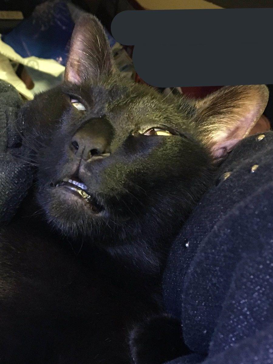 KUMPULAN FOTO: Kucing Asal Jepang ini Hebohkan Netizen Karena Gaya Tidurnya