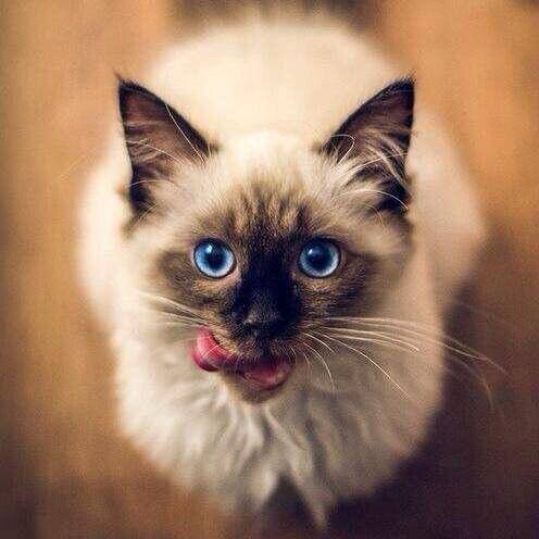 kucinglucu.twitter