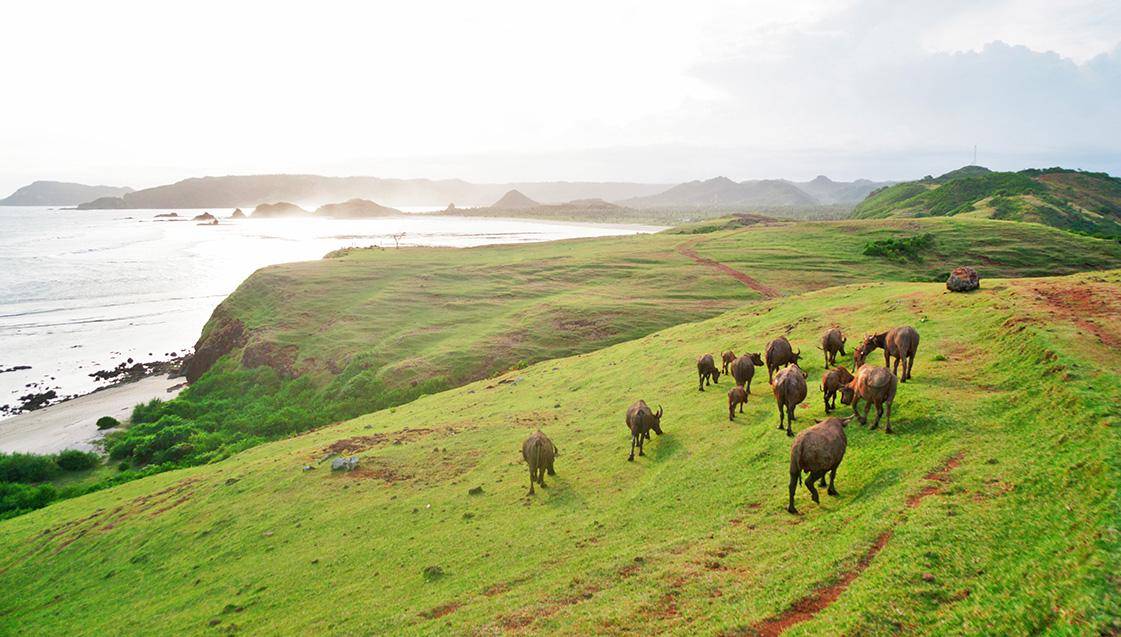 thelangkahtravel.com