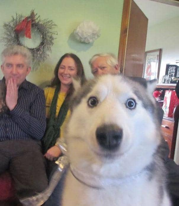 10 Foto Ini Gagal Bagus Karena Tingkah Konyol Anjing